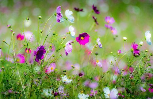 繁花灼心,都市情感纠葛的悲欢离合