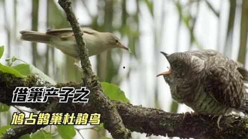 鸠占鹊巢,揭秘职场中的不正当竞争与生存法则